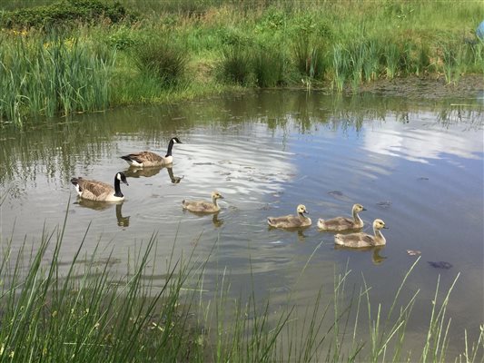 Geese on the pond